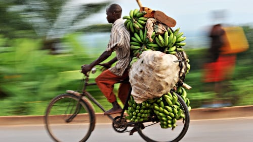 Bici plátanos África